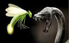The snake and the firefly